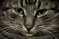 Cat1