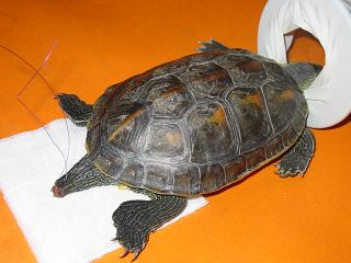 WasserschildkrteOP