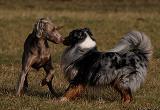 Hund7a