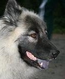 Hund8b